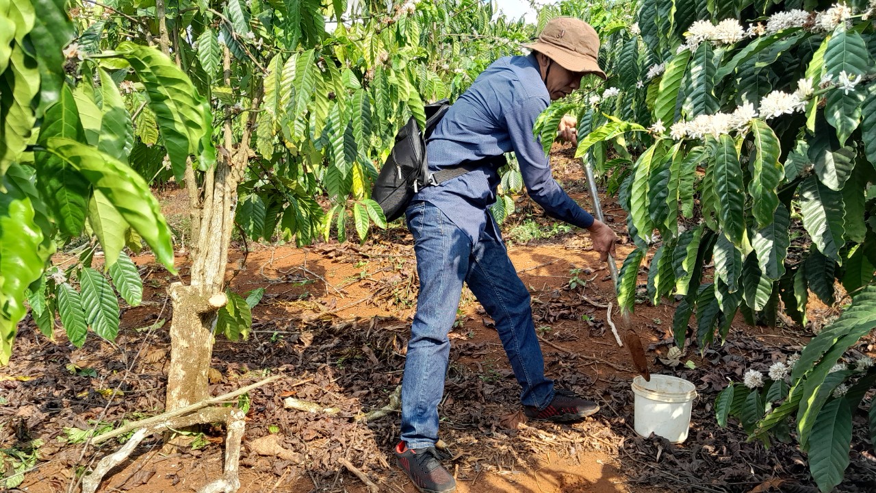 Vietnam Soil