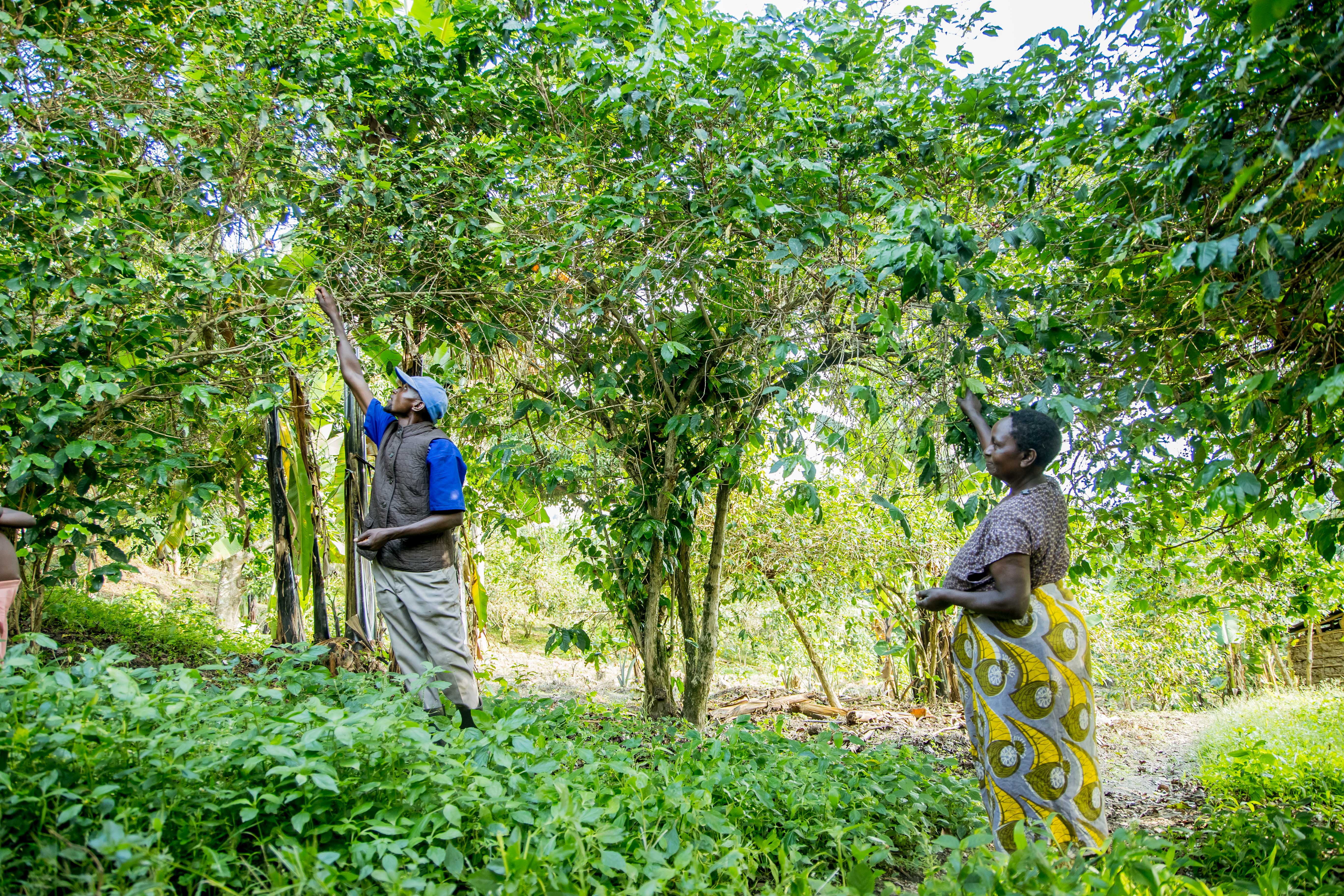 Agroforestry UGACOF